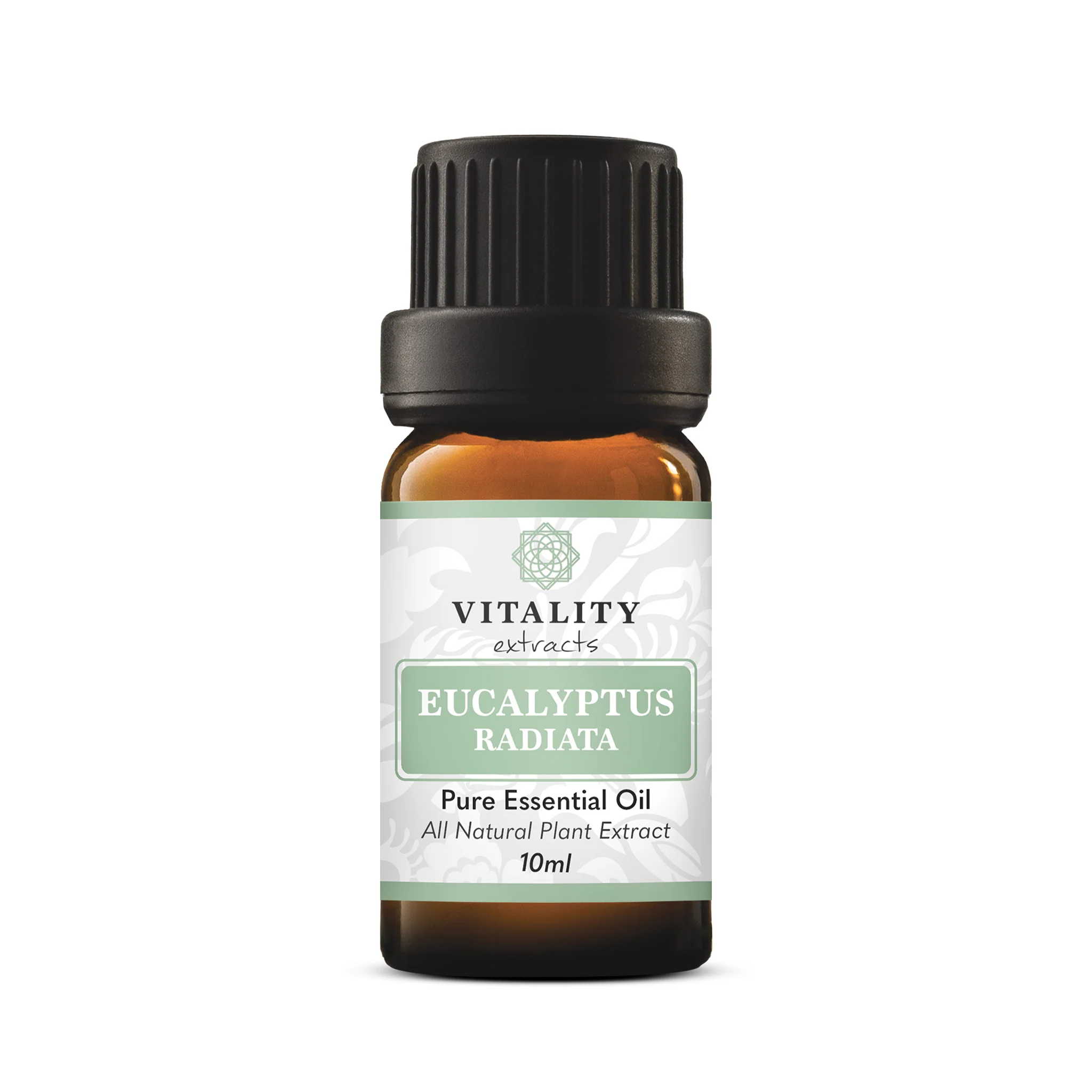 Eucalyptus Radiata - Image 2