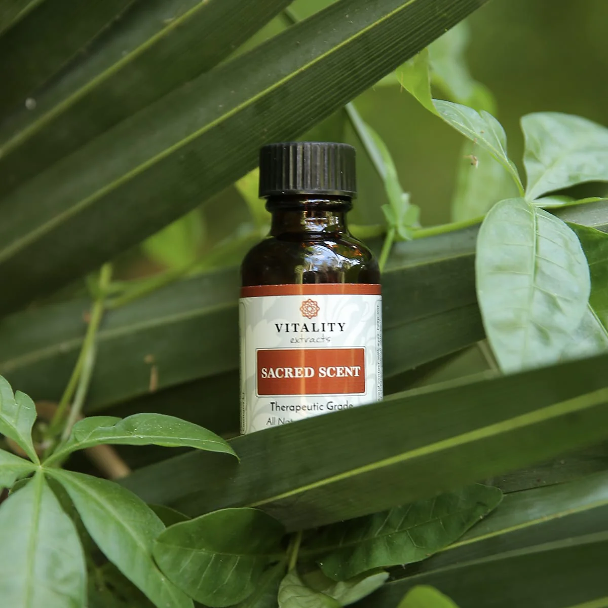 Sacred Scent - Image 6
